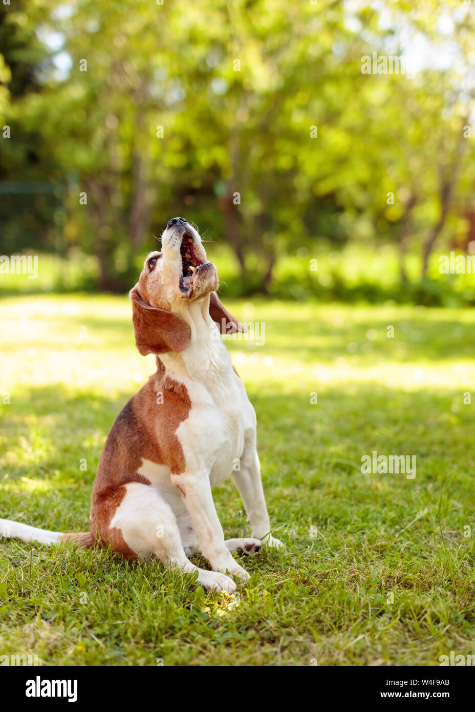 Chien avec bouche ouverte (aboyer, hurler, se plaindre). Contexte extérieur naturel. Banque D'Images