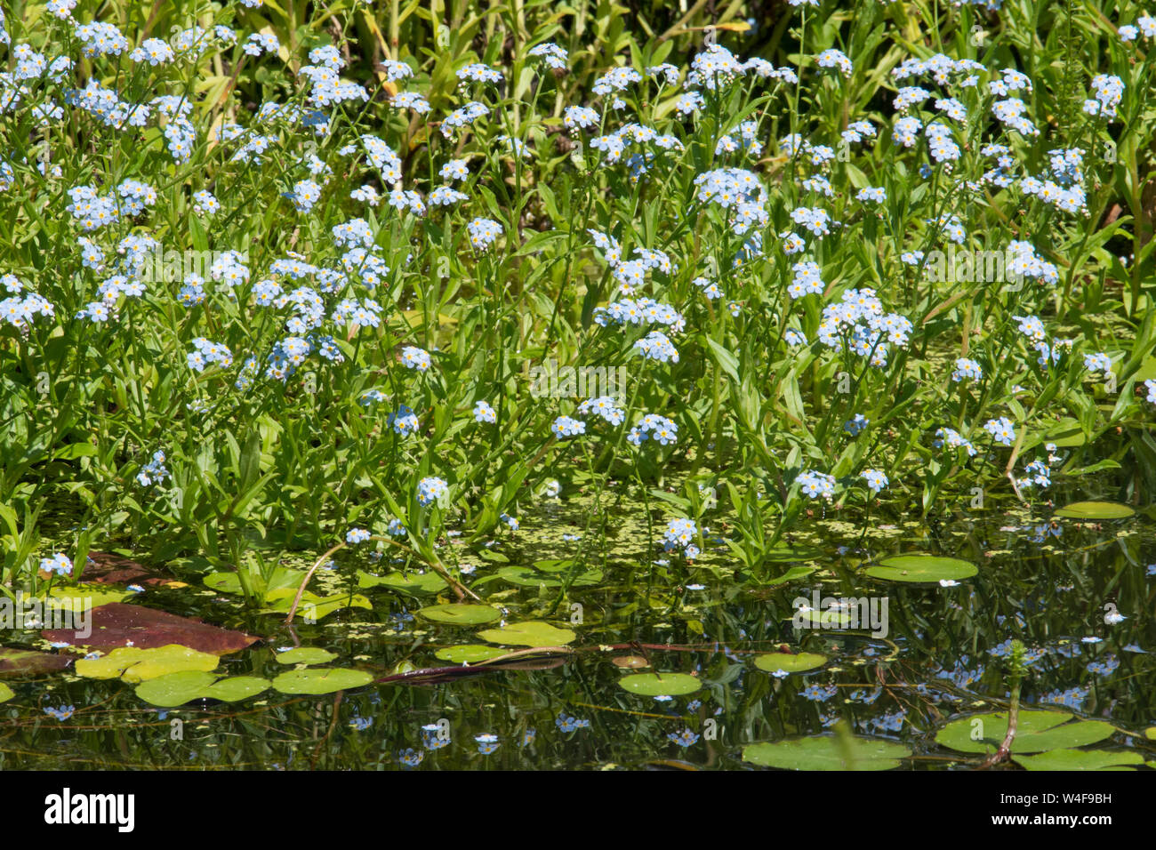 Water forget-me-not, Myosotis scorpioides, dans la faune jardin étang, Sussex, UK, Banque D'Images