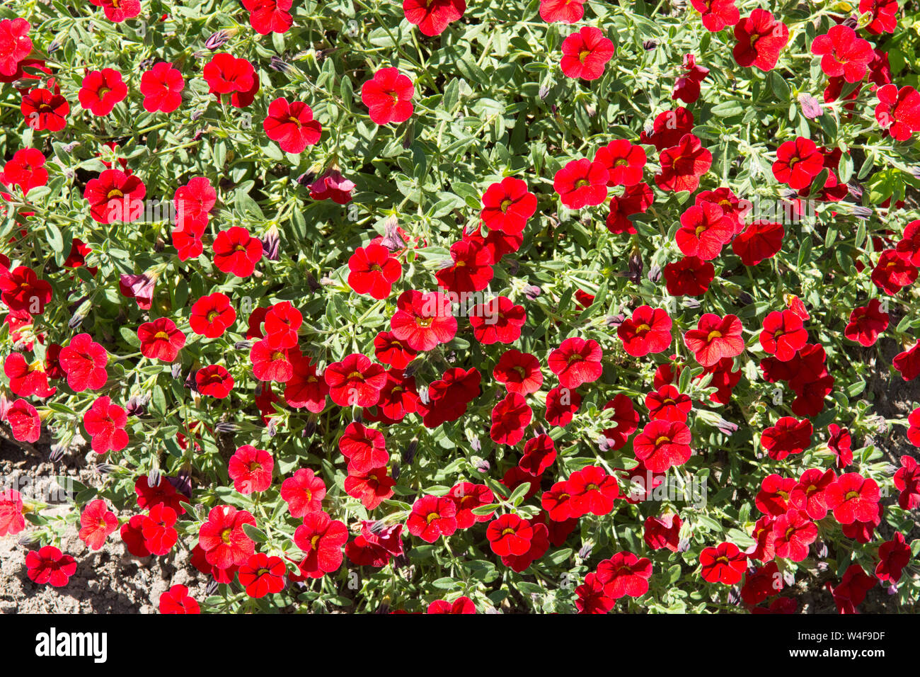 Calibrachoa, pouvez pouvez, Rosies magenta, plante de jardin, Sussex, UK, Juillet Banque D'Images