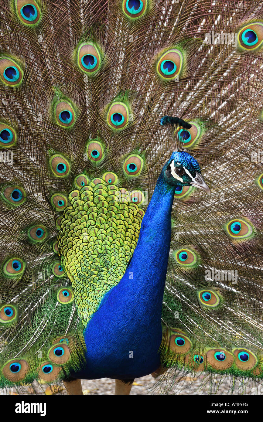 Paon indien;affichage;le zoo de Lisbonne;portugal Banque D'Images