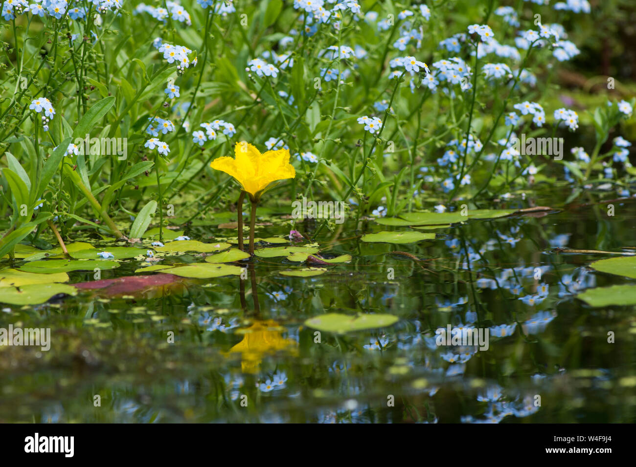 L'eau à franges-lily, Nymphoides peltatum, avec de l'eau forget-me-not, Myosotis scorpioides, jardin, étang de la faune Sussex UK Banque D'Images