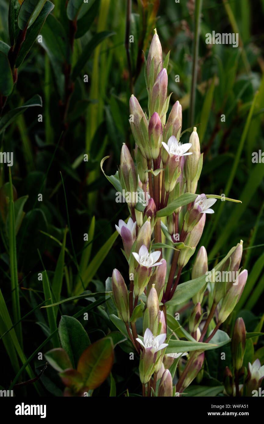 Gentiane d'automne. (Gentianella amarella) Banque D'Images