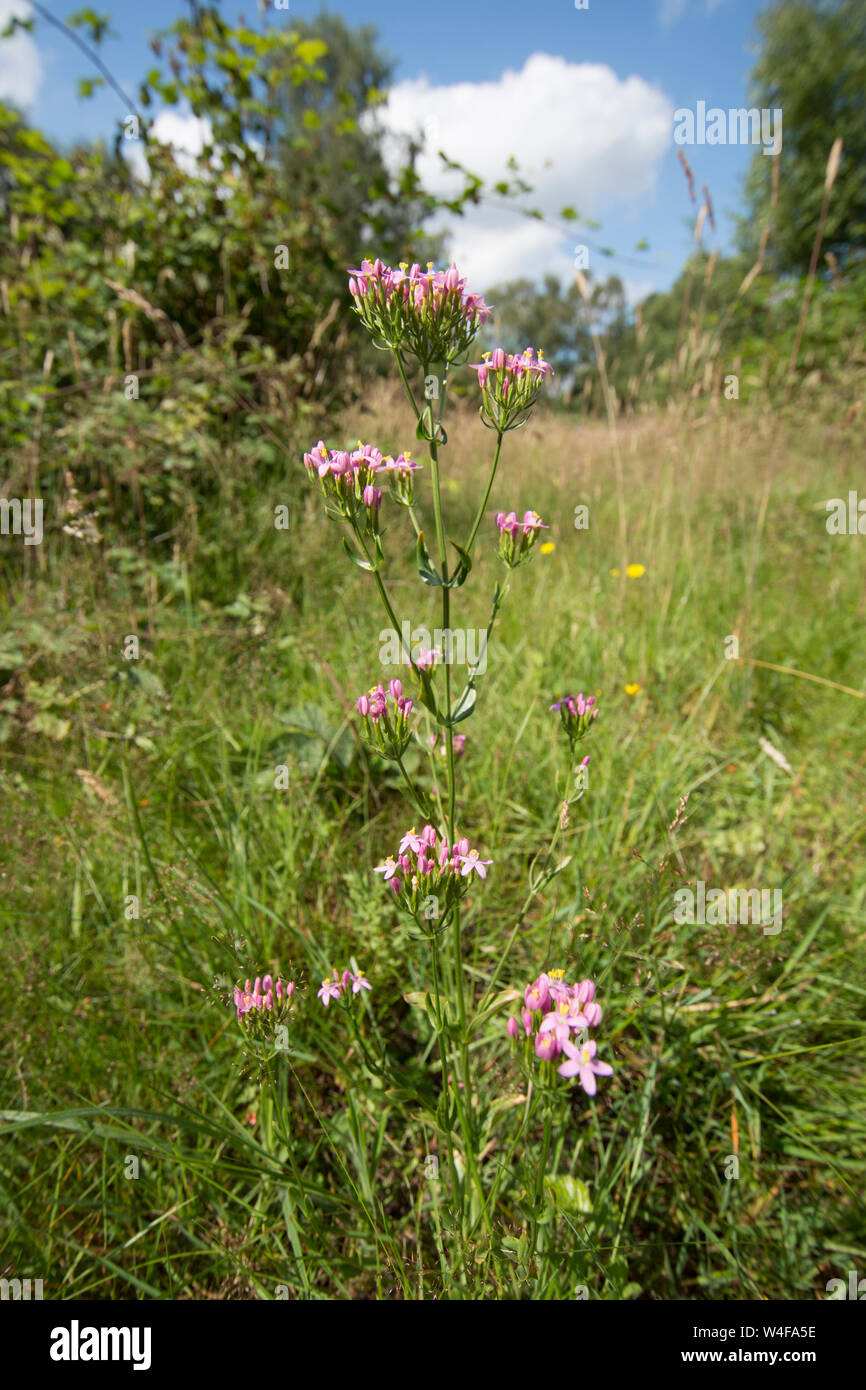 Centaurée commune européenne, centaurée, Centaurium erythraea, fleurs, Sussex, UK, Juillet Banque D'Images
