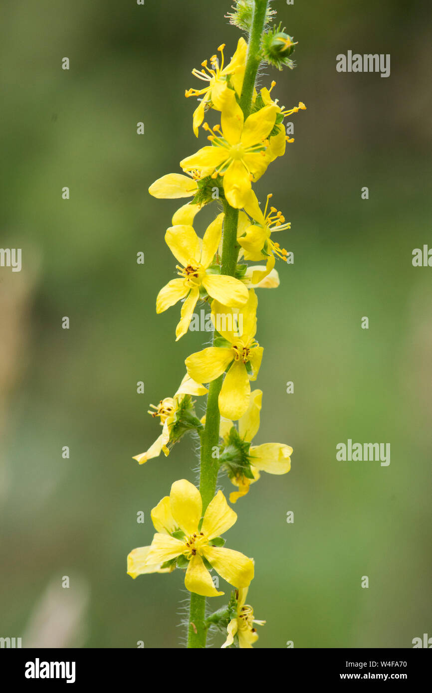 Aigremoine, Agrimonia eupatoria, fleurs, Sussex, UK. Juillet Banque D'Images