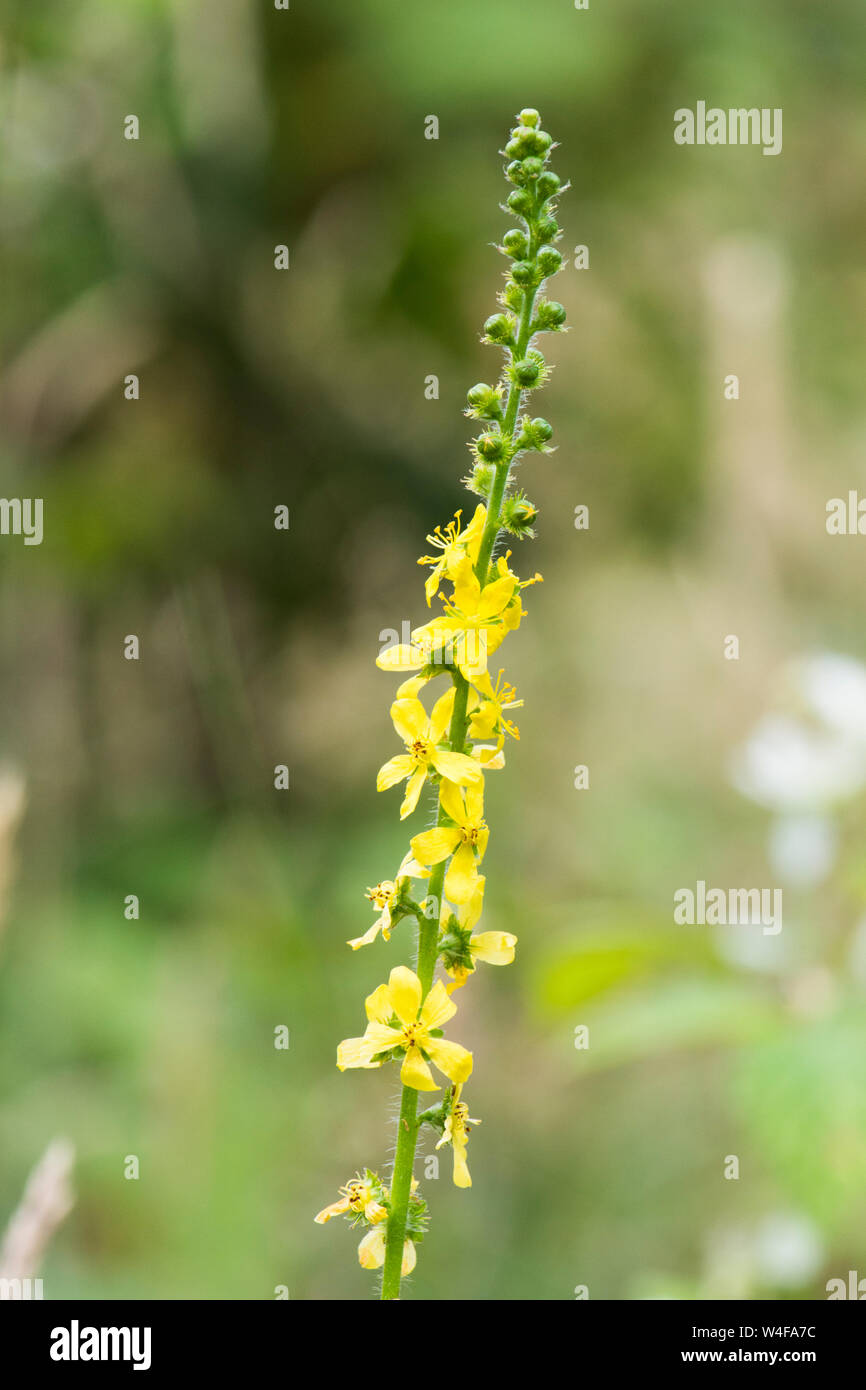 Aigremoine, Agrimonia eupatoria, fleurs, Sussex, UK. Juillet Banque D'Images