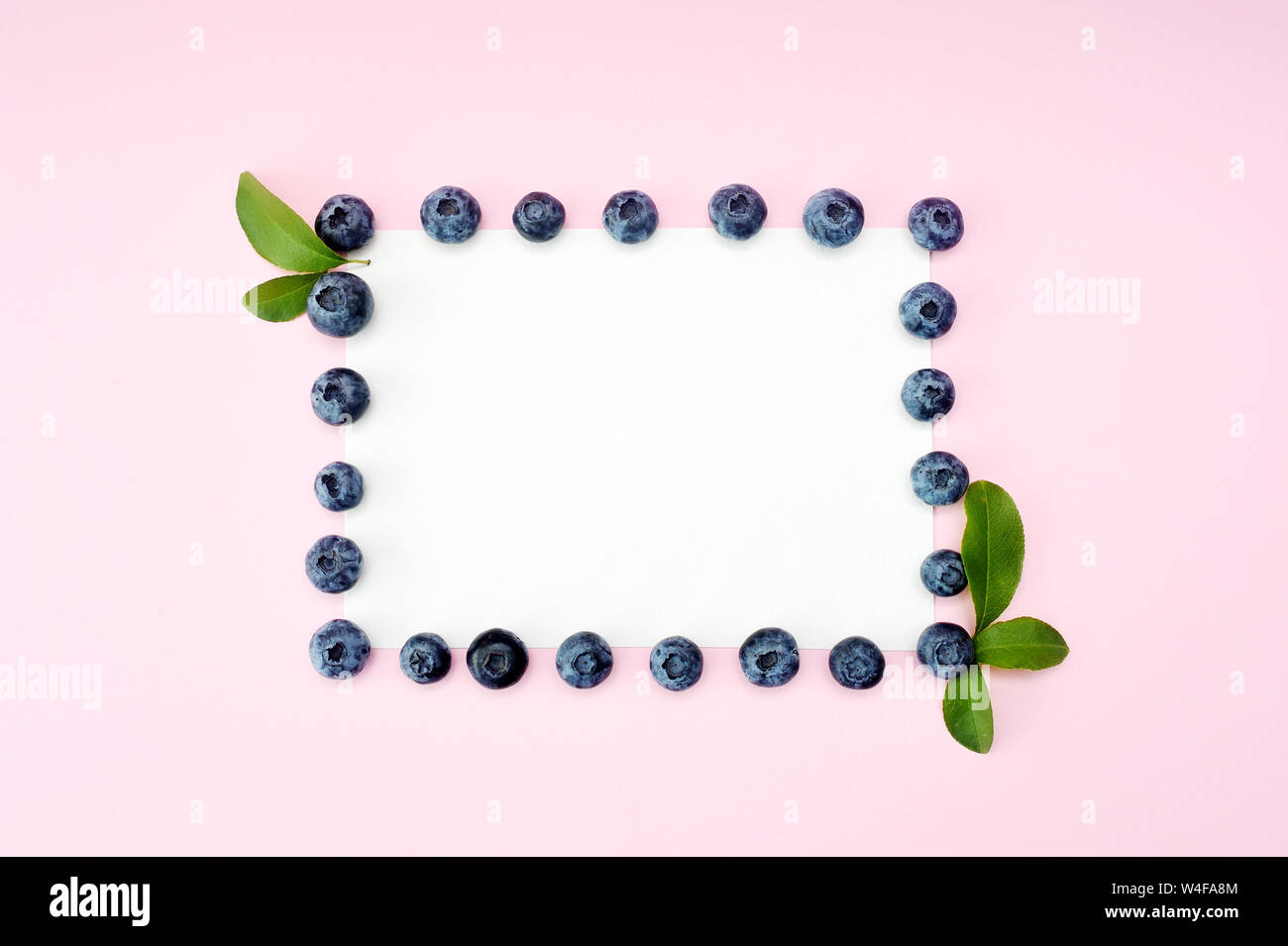 Cadre rond bleuet d'été isolé sur fond blanc. La conception de la frontière des baies. Close up Vue de dessus ou de télévision coucha avec place pour votre texte Banque D'Images