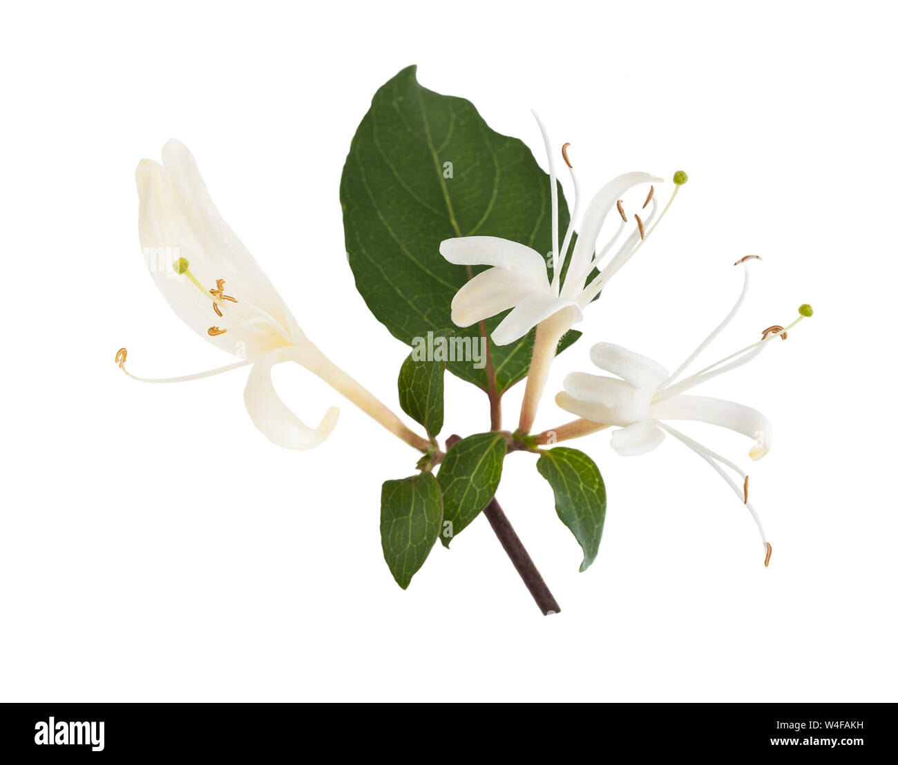 Fleurs de chèvrefeuille isolé sur fond blanc Banque D'Images