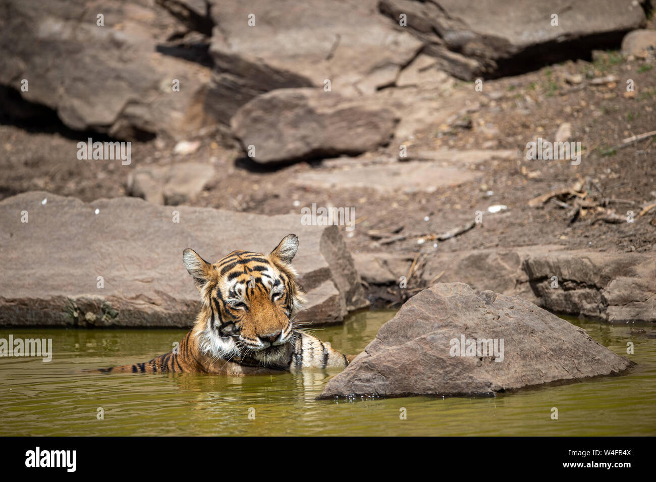 Royal bengal tiger femelle près de l'eau corps de la jungle.Animal dans forest stream près de rock et collines.Wild cat dans l'habitat naturel à ranthambore Banque D'Images