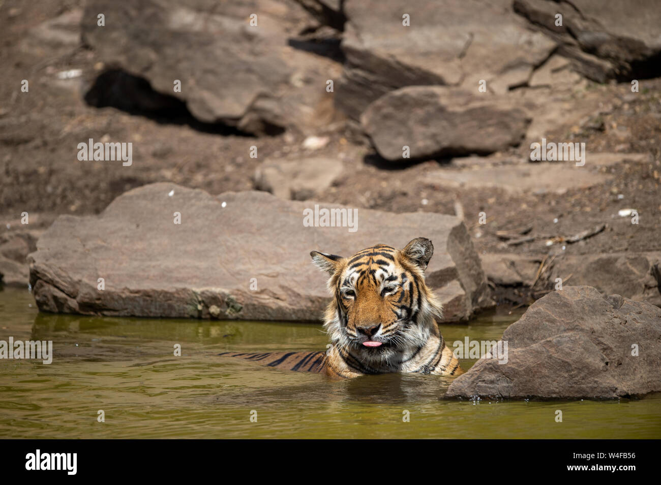 Royal bengal tiger femelle près de l'eau corps de la jungle.Animal dans forest stream près de rock et collines.Wild cat dans l'habitat naturel à ranthambore Banque D'Images