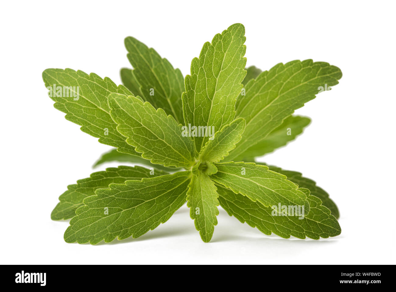 Le Stevia rebaudiana isolé sur fond blanc Banque D'Images