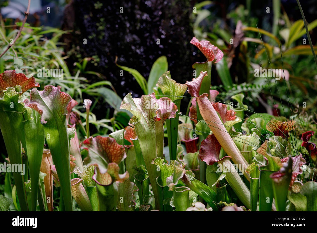 Sarracenia leucophylla, Sarraceniaceae, Amérique du Sud-Est. Fleurs exotiques. La sarracénie carnivores Banque D'Images