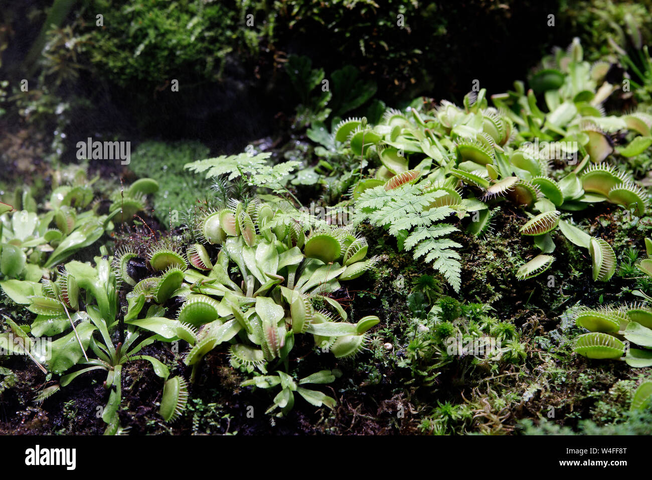 Vénus carnivores pièges Dionaea muscipula Drosera capensis et rossolis plantes sécrètent des enzymes digestives s jusqu'à l'insecte est liquéfié et son so Banque D'Images