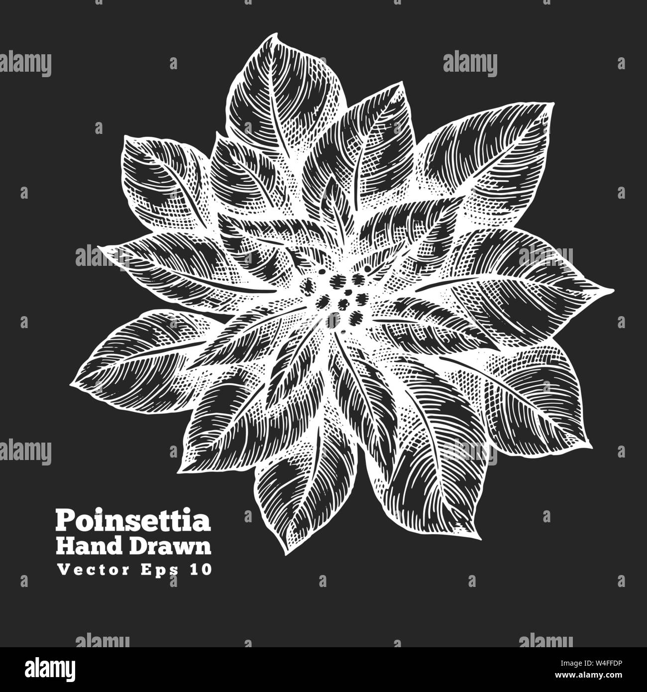 Poinsettia fleurs rouges dessinés à la main, vector illustration sur tableau. Retro style Illustration de Vecteur