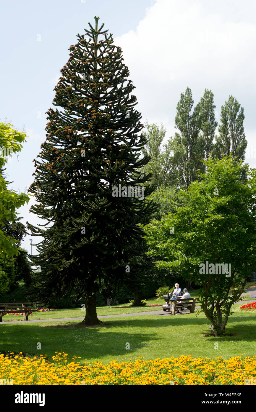 Arbre Araucaria, parc de bien-être mineurs, Bedworth, Warwickshire, England, UK Banque D'Images