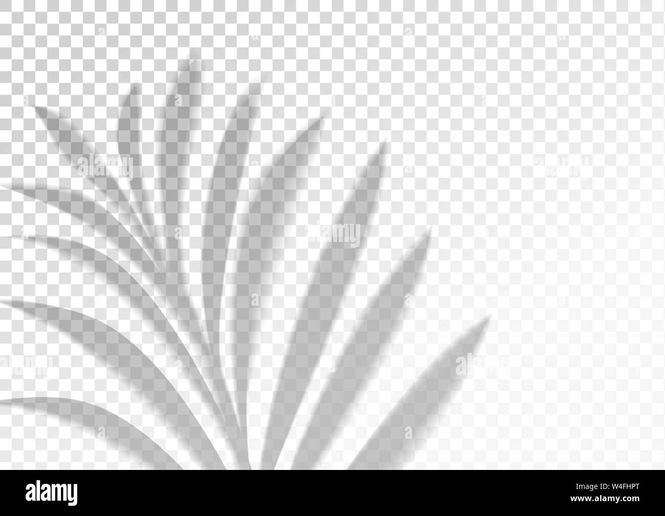 L'effet de superposition d'ombre transparente. Feuille tropique Illustration de Vecteur
