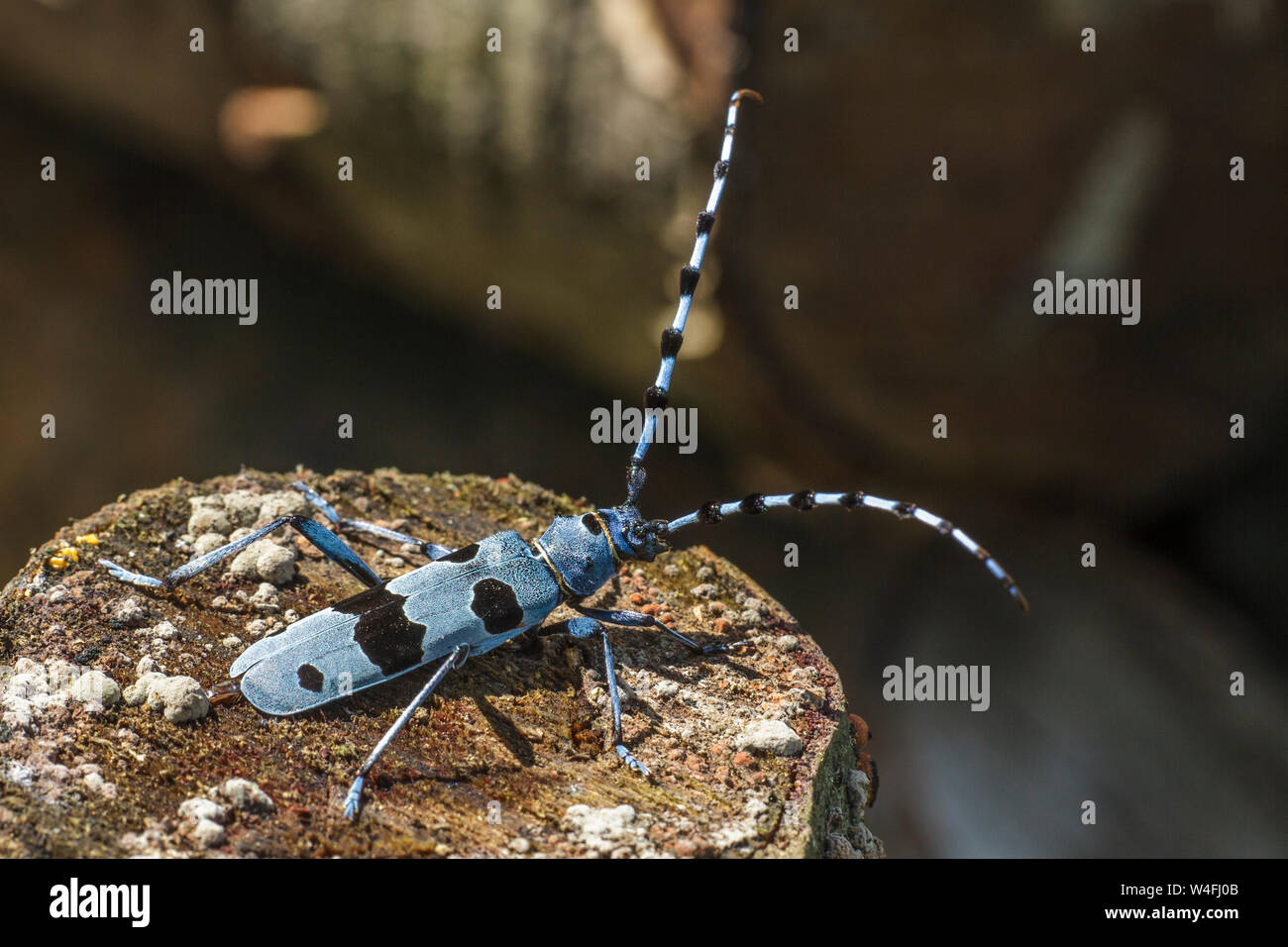 Le longicorne Alpine, Alpenbock (Rosalia alpina) Banque D'Images