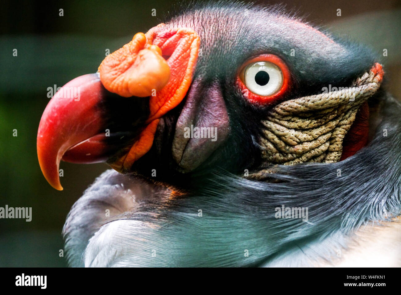 King vulture, Sarcoramphus papa, détail de tête avec bec Banque D'Images