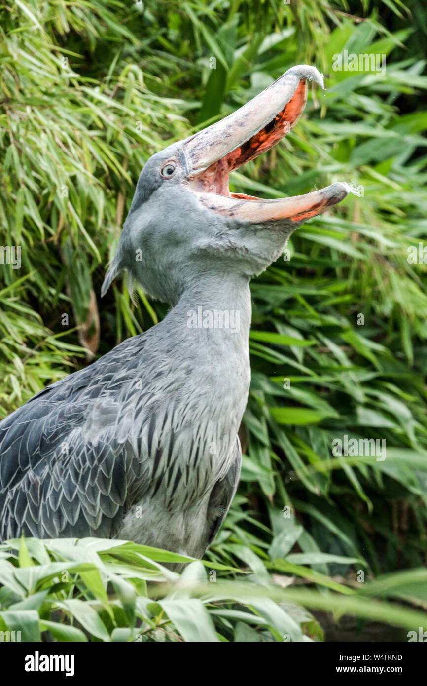 Le bec de chaussure, Balaeniceps rex, bec ouvert Whalebill cigogne à tête de baleine cigogne à bec de chaussure Banque D'Images