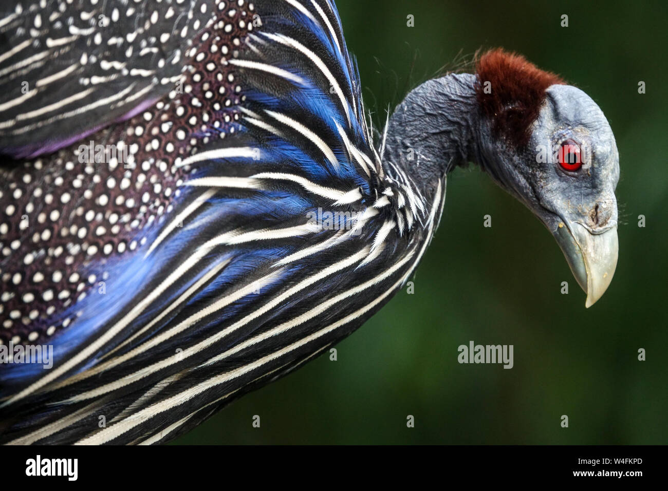 Pintade Vulturine Acryllium vulturinum, détail de plumes colorées et de la tête, les yeux rouges Banque D'Images