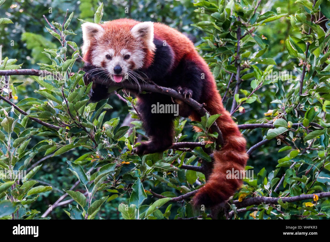 Le petit panda Ailurus fulgens, sur le dessus de la langue, de l'arbre Banque D'Images