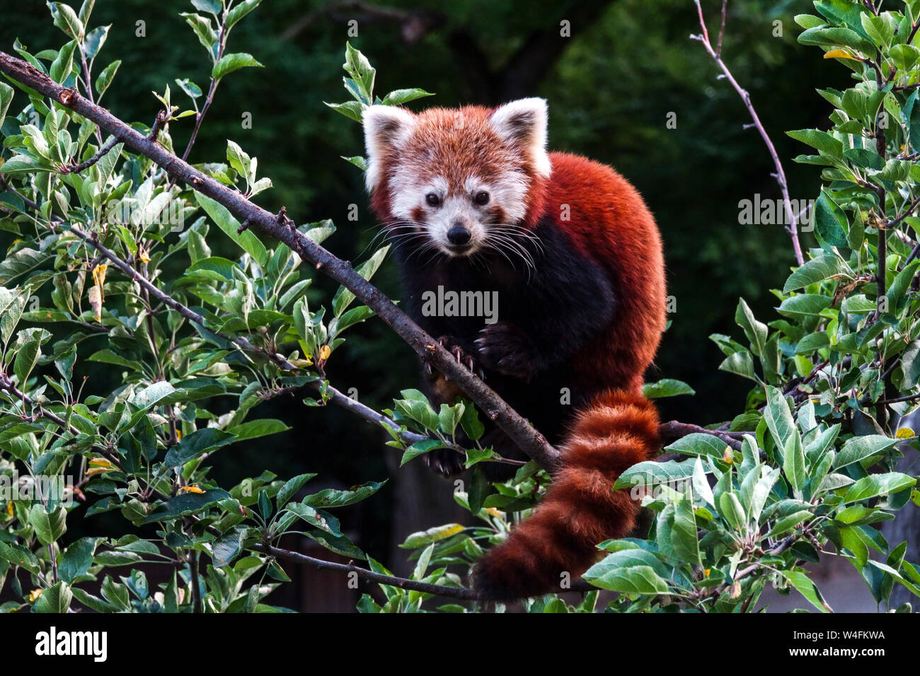 Arbre de panda rouge Ailurus fulgens adulte dans arbre cime d'arbre Panda rouge Ailurus fulgens animal assis sur les branches Haut de l'arbre Banque D'Images