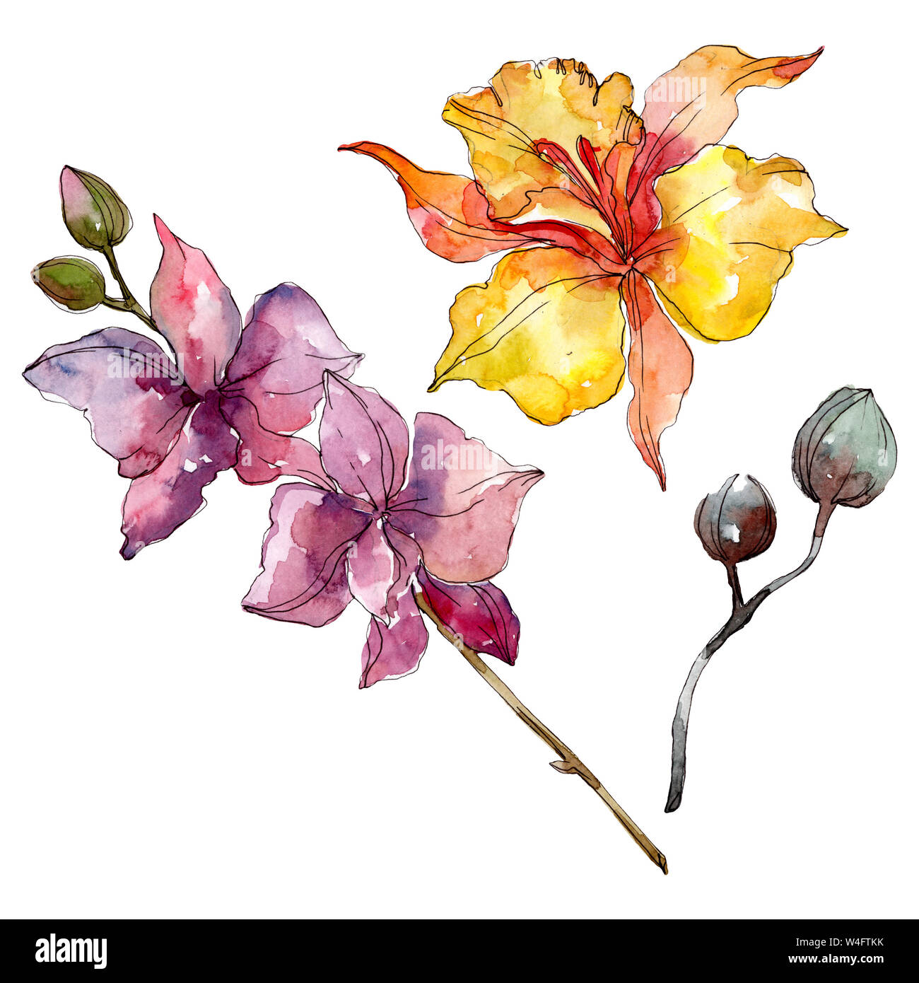 Floral fleurs orchidées botaniques. Lame de ressort sauvages isolés de fleurs sauvages. Contexte aquarelle illustration set. Aquarelle Dessin aquarelle de mode. Banque D'Images