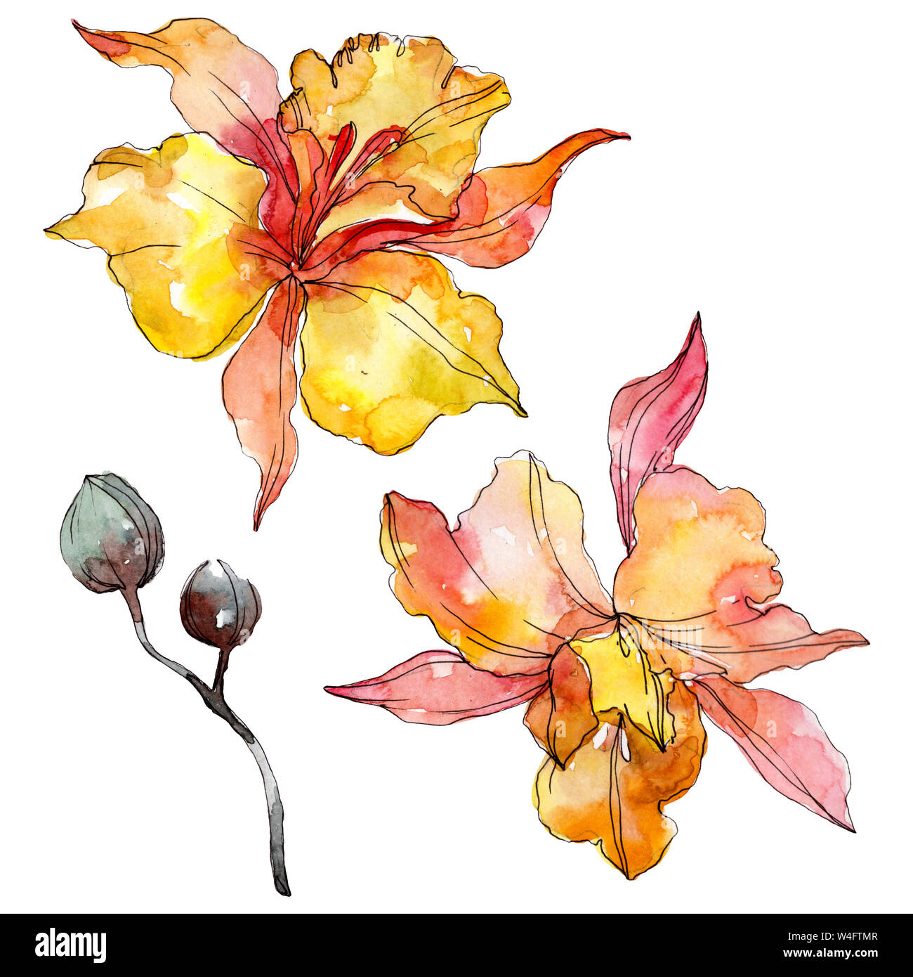 Floral fleurs orchidées botaniques. Lame de ressort sauvages isolés de fleurs sauvages. Contexte aquarelle illustration set. Aquarelle Dessin aquarelle de mode. Banque D'Images