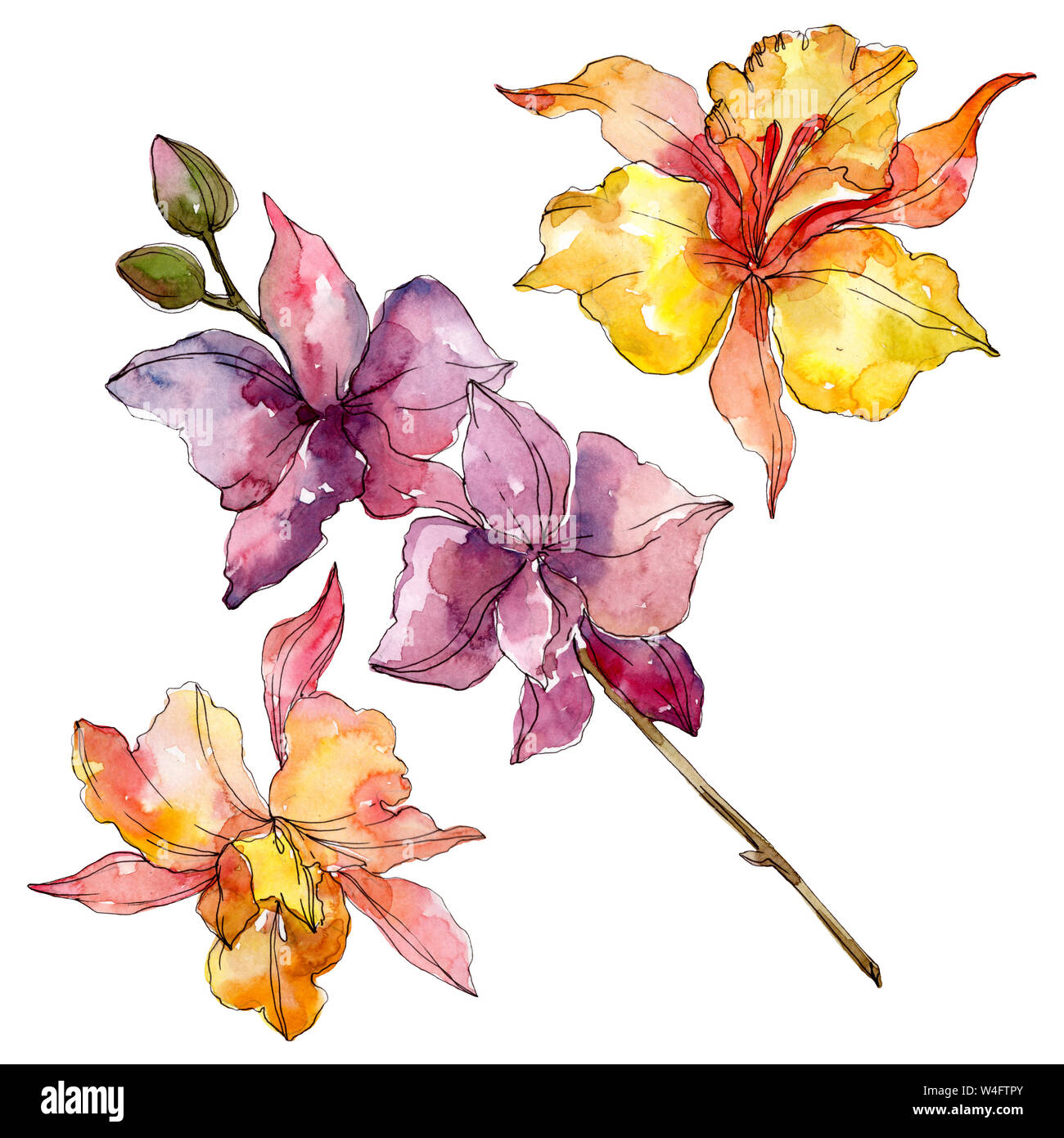 Floral fleurs orchidées botaniques. Lame de ressort sauvages isolés de fleurs sauvages. Contexte aquarelle illustration set. Aquarelle Dessin aquarelle de mode. Banque D'Images