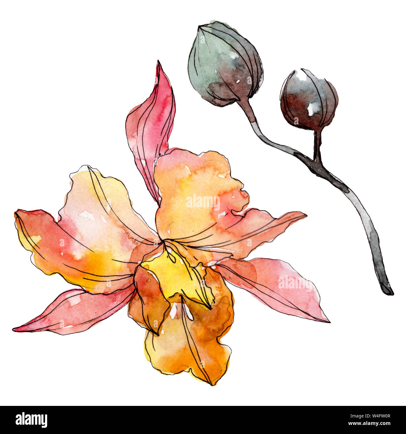 Floral fleurs orchidées botaniques. Lame de ressort sauvages isolés de fleurs sauvages. Contexte aquarelle illustration set. Aquarelle Dessin aquarelle de mode. Banque D'Images