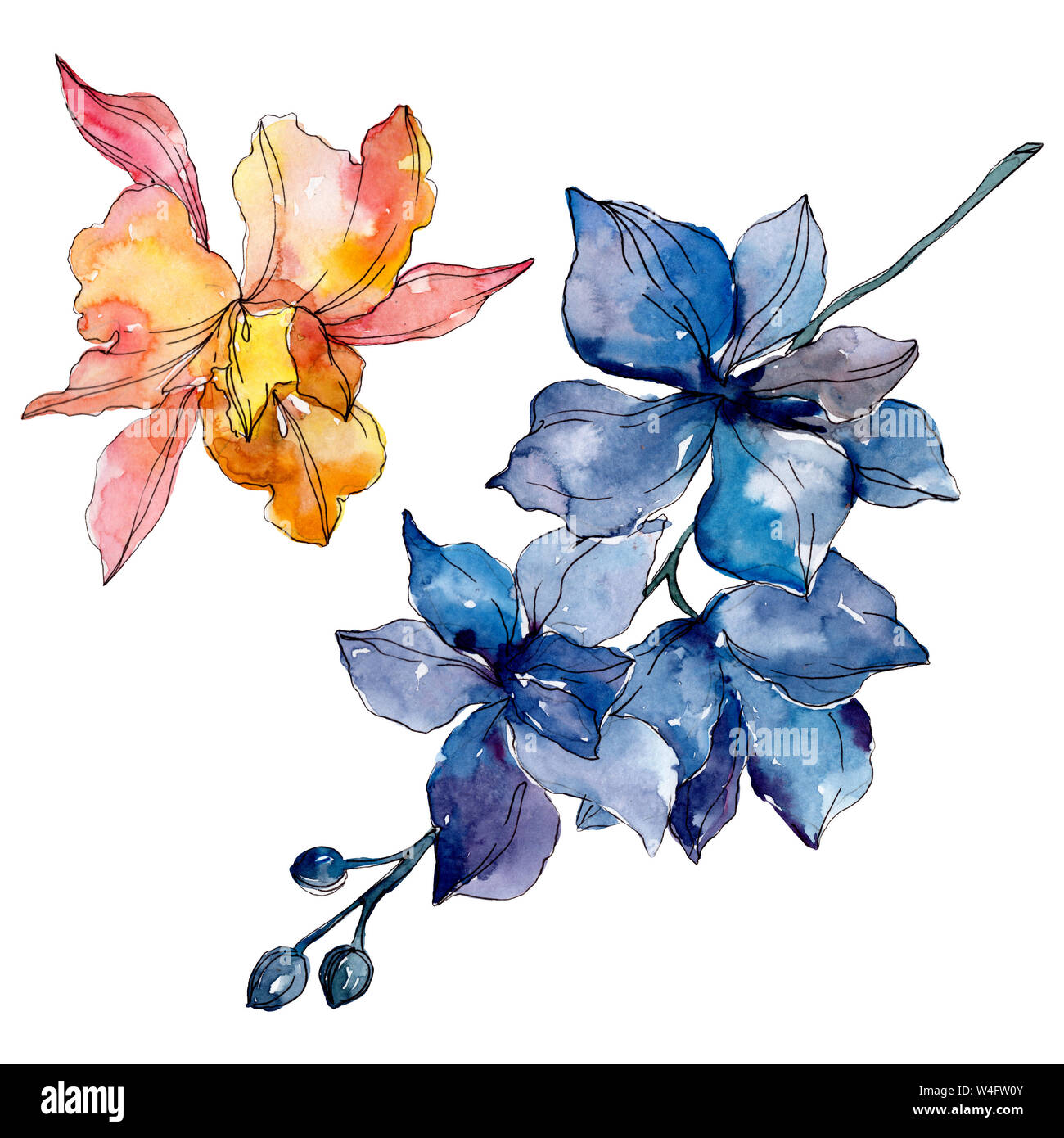 Floral fleurs orchidées botaniques. Lame de ressort sauvages isolés de fleurs sauvages. Contexte aquarelle illustration set. Aquarelle Dessin aquarelle de mode. Banque D'Images