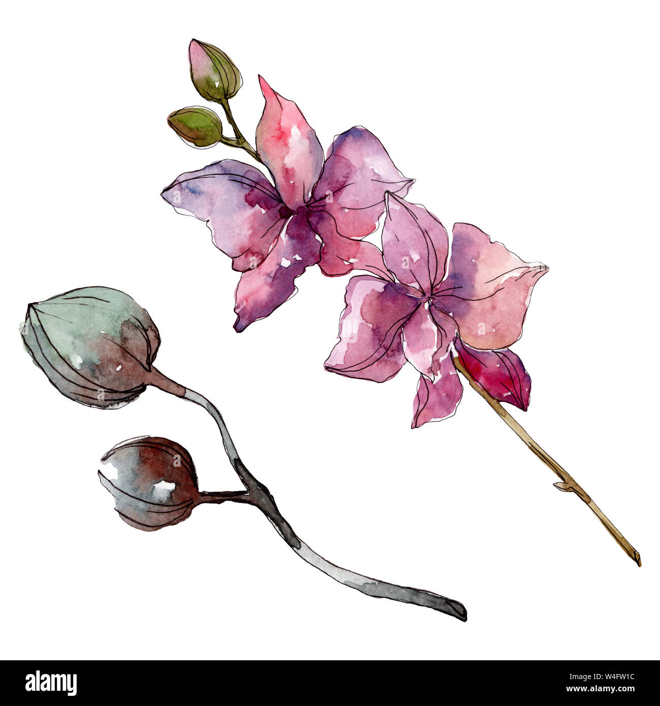 Floral fleurs orchidées botaniques. Lame de ressort sauvages isolés de fleurs sauvages. Contexte aquarelle illustration set. Aquarelle Dessin aquarelle de mode. Banque D'Images