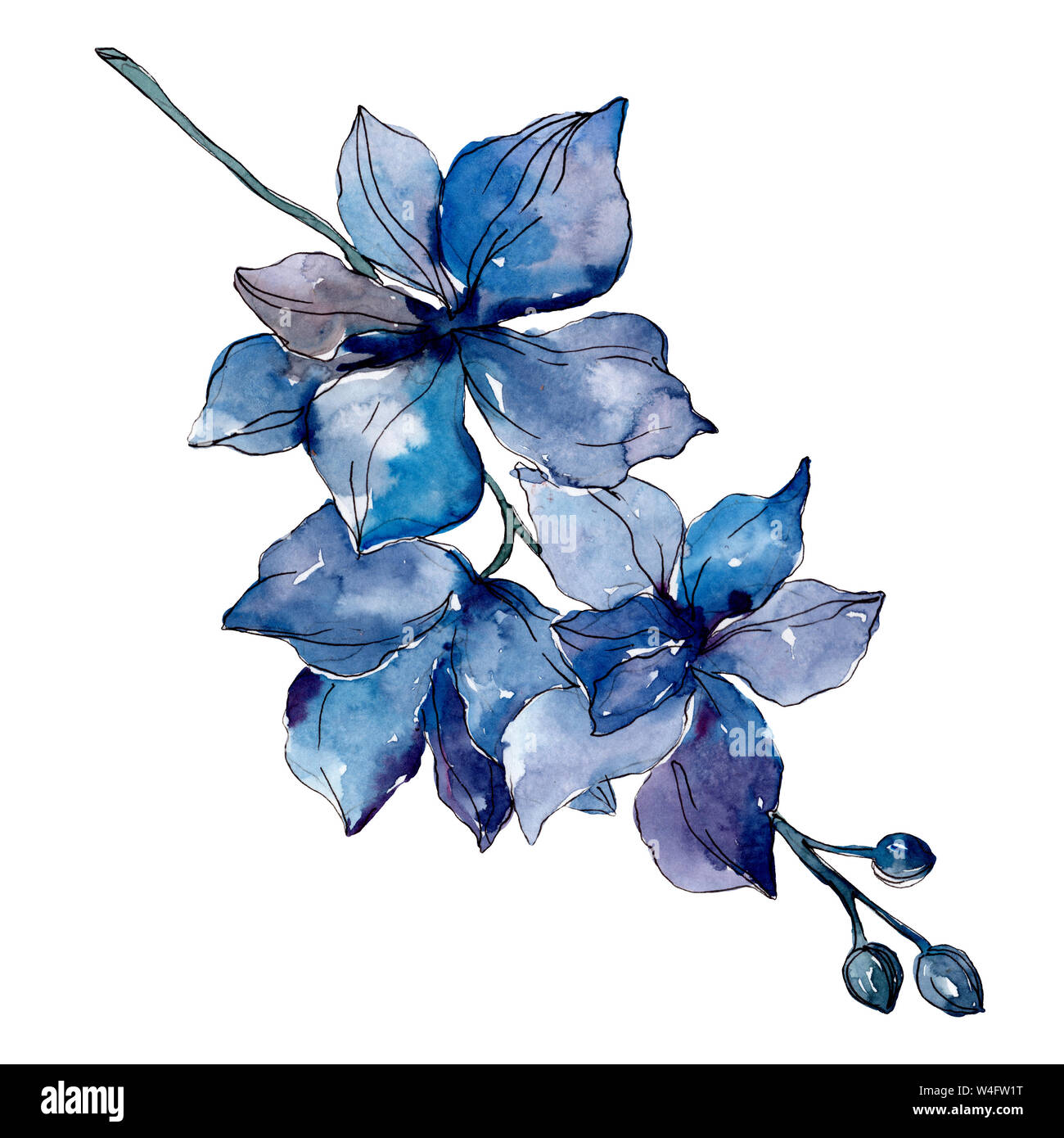 Blue orchid floral fleurs botanique. Lame de ressort sauvages isolés de fleurs sauvages. Contexte aquarelle illustration set. Aquarelle Dessin fashion / 27 Banque D'Images
