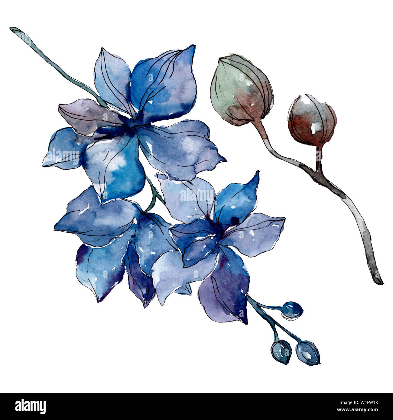 Floral fleurs orchidées botaniques. Lame de ressort sauvages isolés de fleurs sauvages. Contexte aquarelle illustration set. Aquarelle Dessin aquarelle de mode. Banque D'Images