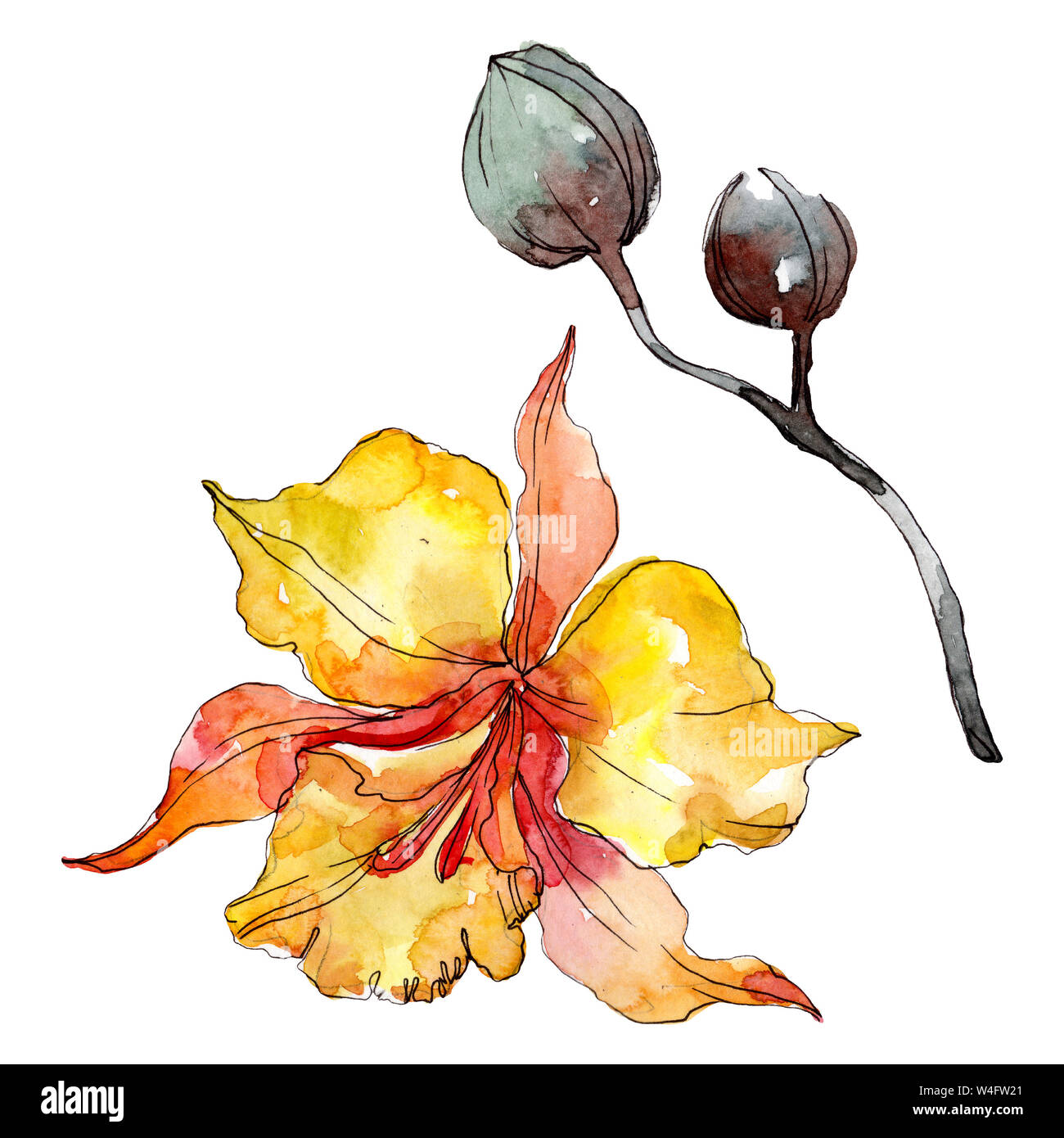 Floral fleurs orchidées botaniques. Lame de ressort sauvages isolés de fleurs sauvages. Contexte aquarelle illustration set. Aquarelle Dessin aquarelle de mode. Banque D'Images