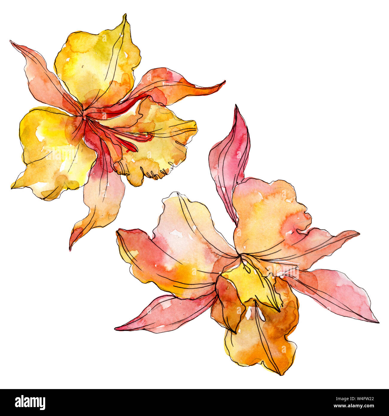 Floral fleurs orchidées botaniques. Lame de ressort sauvages isolés de fleurs sauvages. Contexte aquarelle illustration set. Aquarelle Dessin aquarelle de mode. Banque D'Images