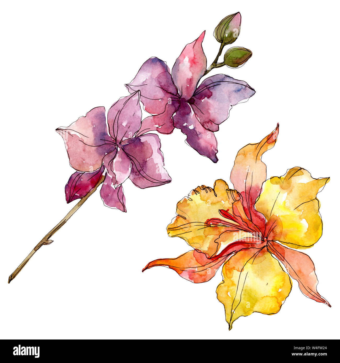Floral fleurs orchidées botaniques. Lame de ressort sauvages isolés de fleurs sauvages. Contexte aquarelle illustration set. Aquarelle Dessin aquarelle de mode. Banque D'Images