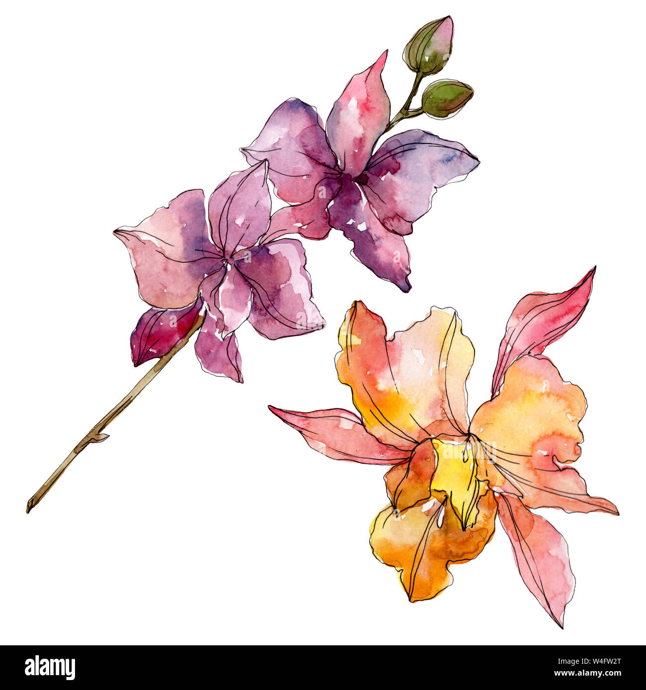 Floral fleurs orchidées botaniques. Lame de ressort sauvages isolés de fleurs sauvages. Contexte aquarelle illustration set. Aquarelle Dessin aquarelle de mode. Banque D'Images