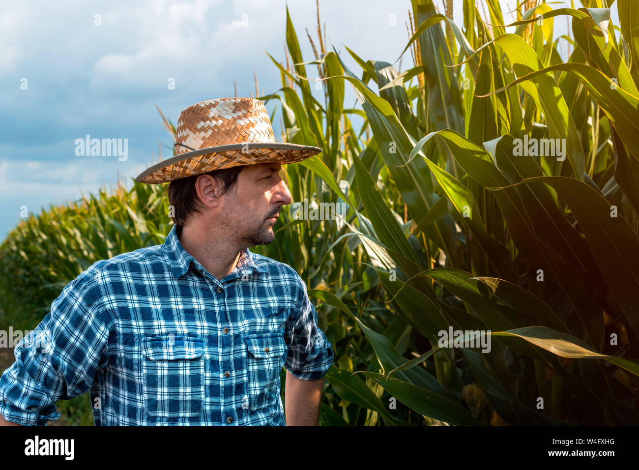 Maïs grave farmer portrait dans le champ cultivé. Authentique adultes caucasien homme avec chapeau de paille et chemise à carreaux pose sur plantation de maïs biologique, Banque D'Images