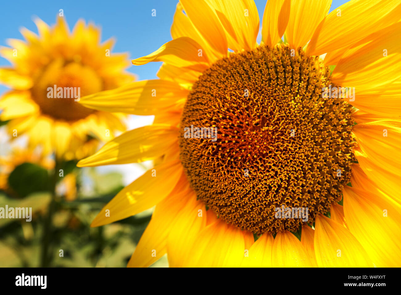 Tête de tournesol close up, Helianthus annuus en fleurs fleurs récolte dans le champ en plein soleil Banque D'Images