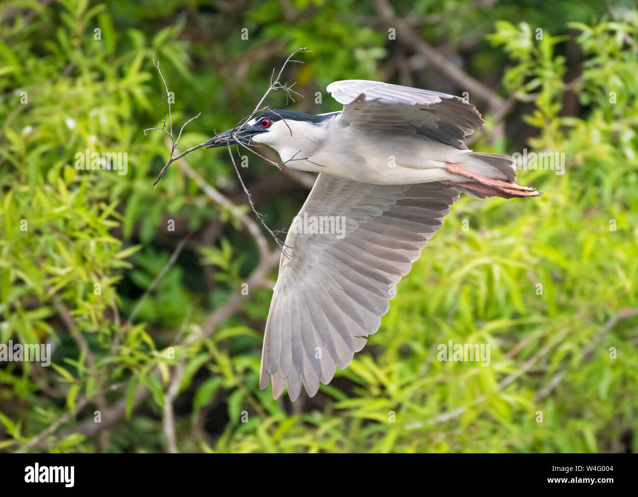 Bihoreau gris (Nycticorax nycticorax). Venise Rookery, Floride. La remise à neuf d'un nid. Banque D'Images