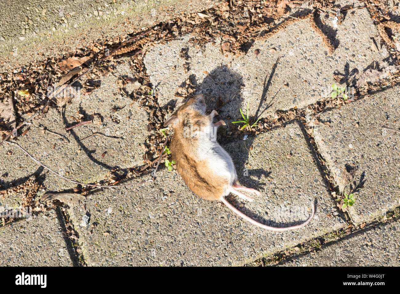 Carcasse de rat mort posé à plat sur la route Banque D'Images