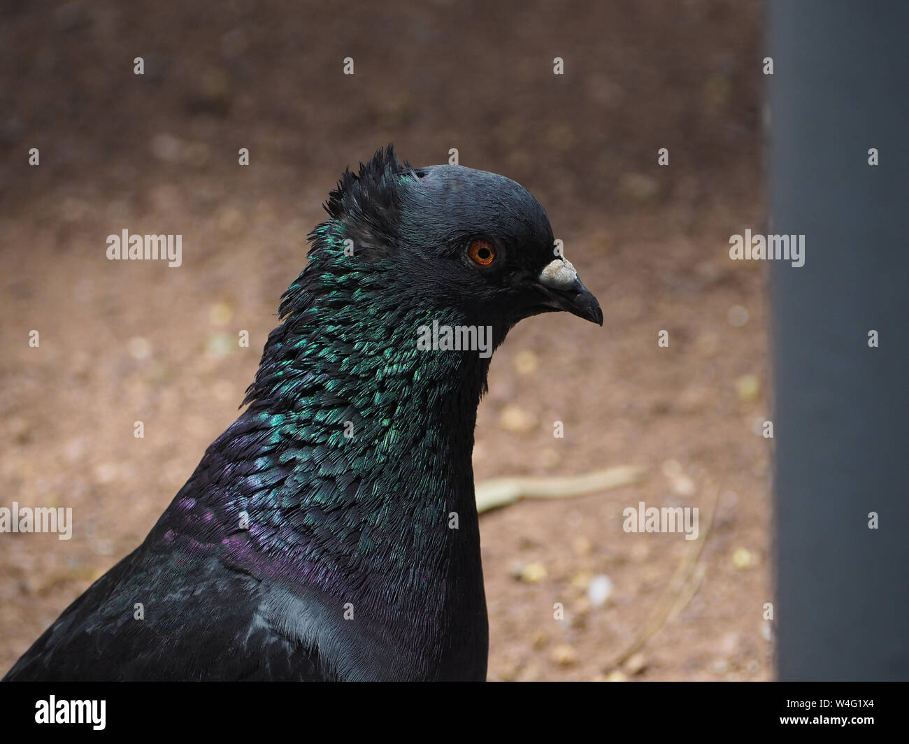 Détail de la tête d'un beau noir pigeon turc Banque D'Images