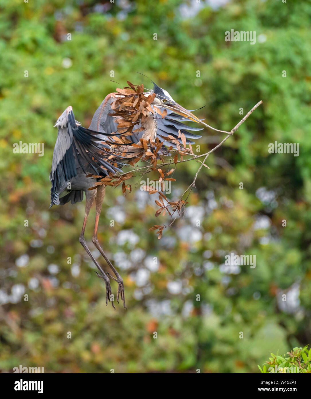 Grand Héron (Ardea herodias). Venise Rookery, Floride. La remise à neuf d'un nid. Banque D'Images