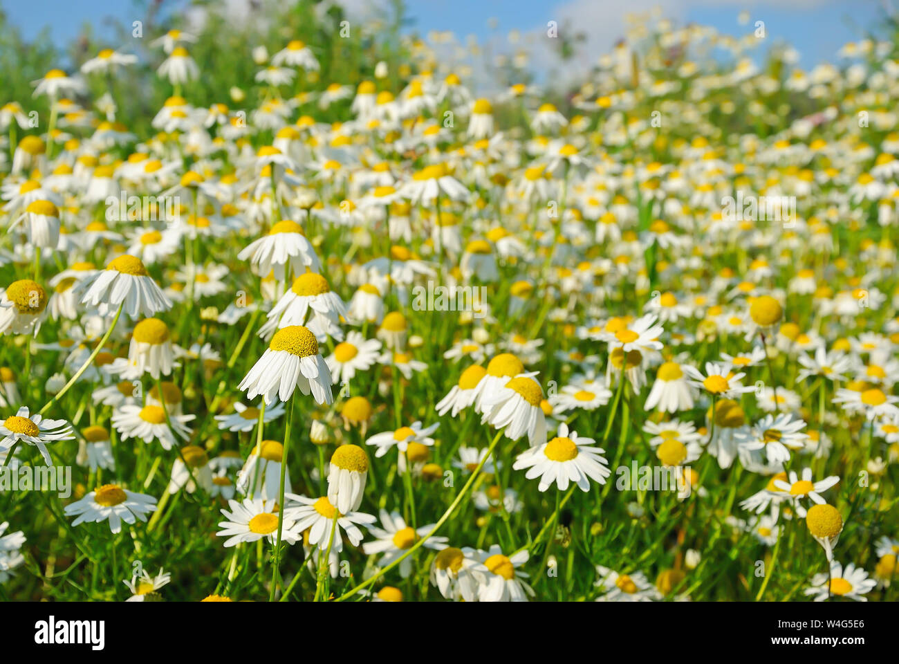 Matricaria recutita (Matricaria chamomilla), l'accent sur les fleurs en face de fleurs Banque D'Images