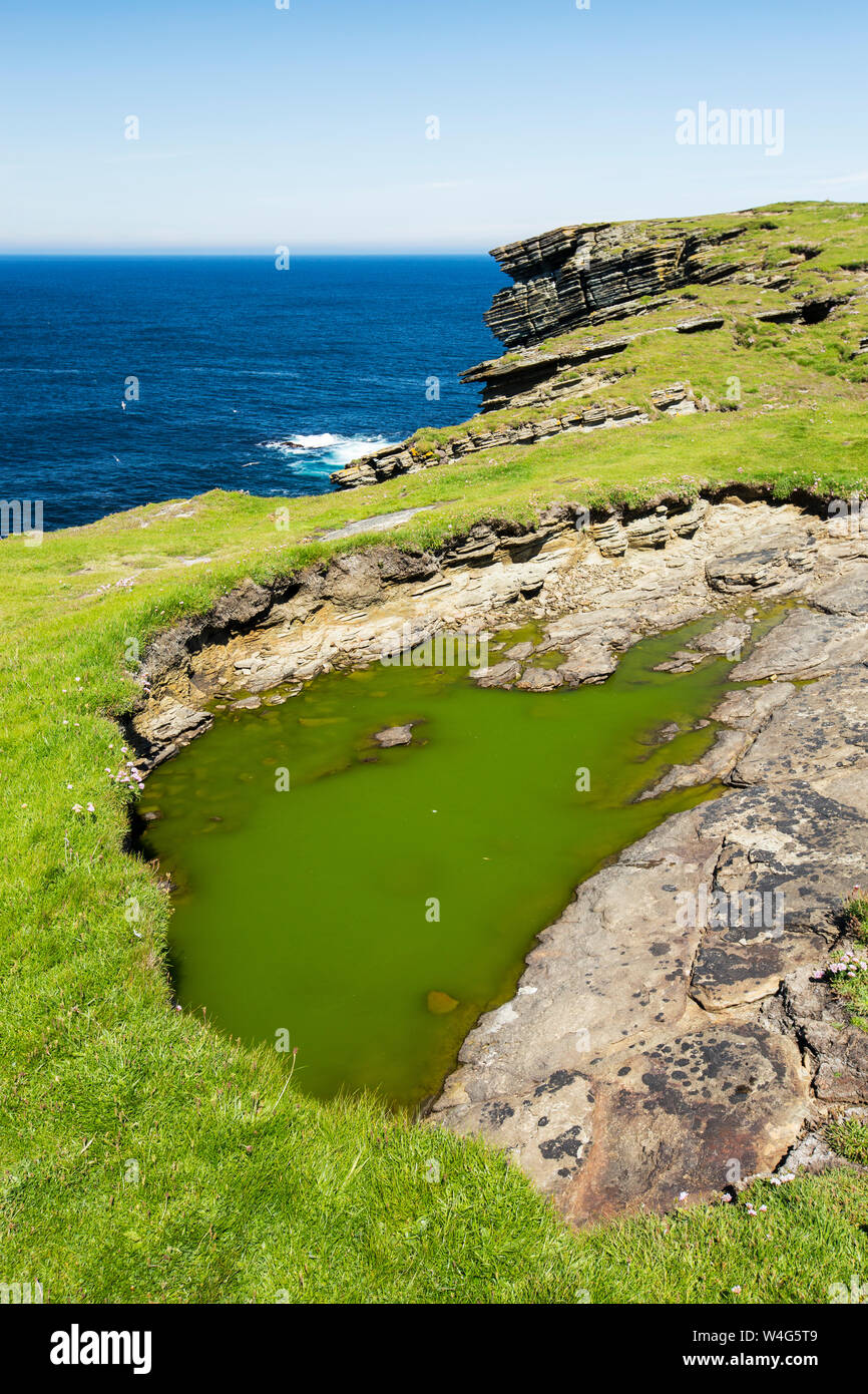 Les algues dans une piscine sur Brough Head, Orkney, Scotland, UK. Banque D'Images