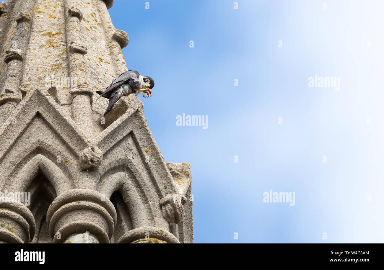 Le faucon pèlerin sur un clocher d'église avec griffes serrées, regardant la caméra. Banque D'Images