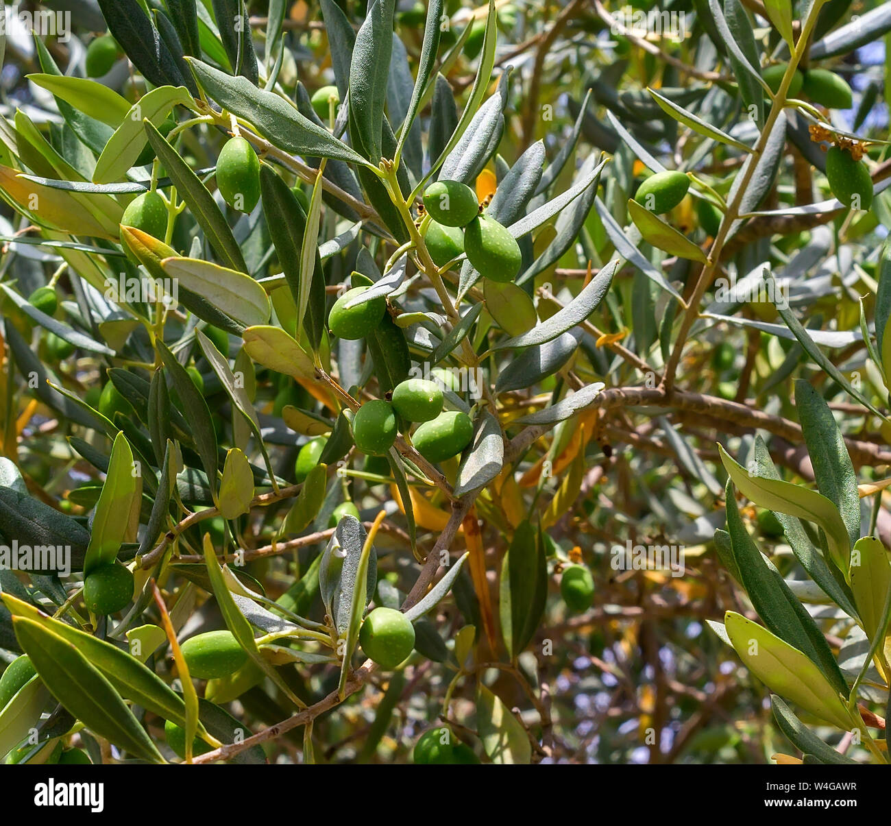 Arbre généalogique olive olives vertes non mûres avec sur les branches Banque D'Images