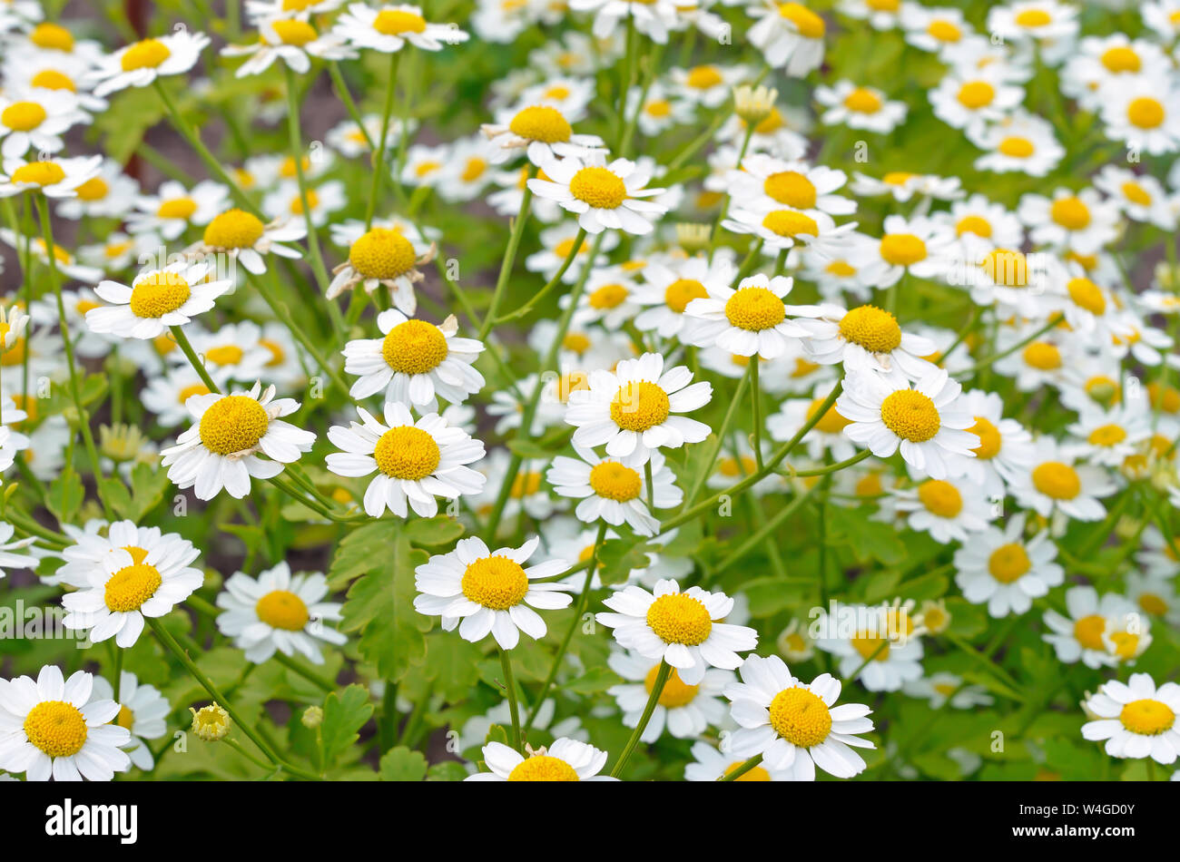 La grande camomille fleurs (Tanacetum parthenium) in garden Banque D'Images