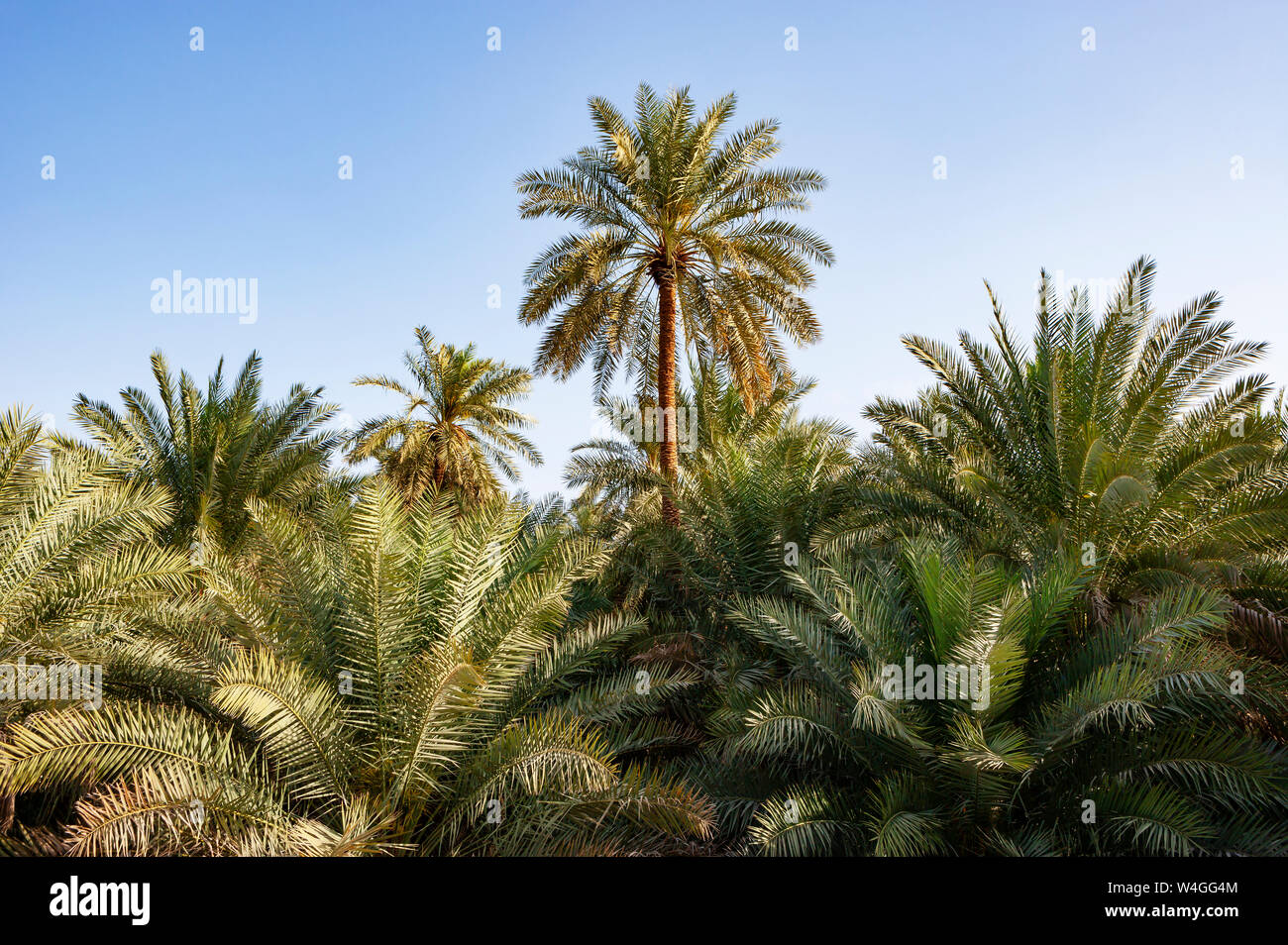 Palm oasis, Samail, Oman Banque D'Images