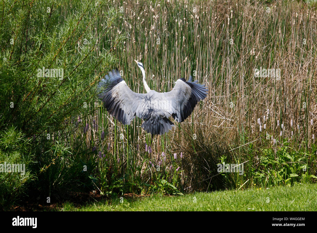 Héron cendré Ardea cinerea Banque D'Images